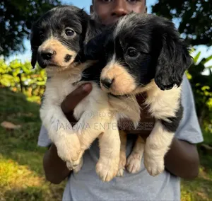 1-3 months Female Purebred English Springer Spaniel