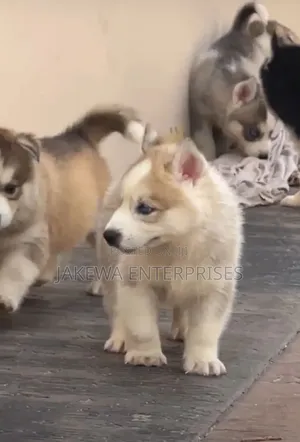 1-3 months Male Purebred Siberian Husky