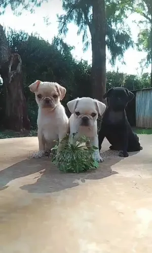 1-3 months Male Purebred Pug
