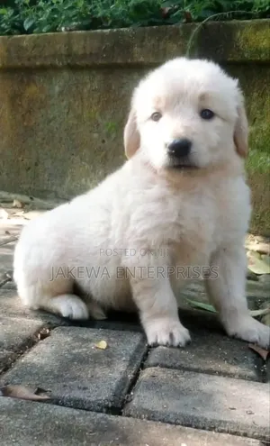 1-3 months Male Purebred Golden Retriever