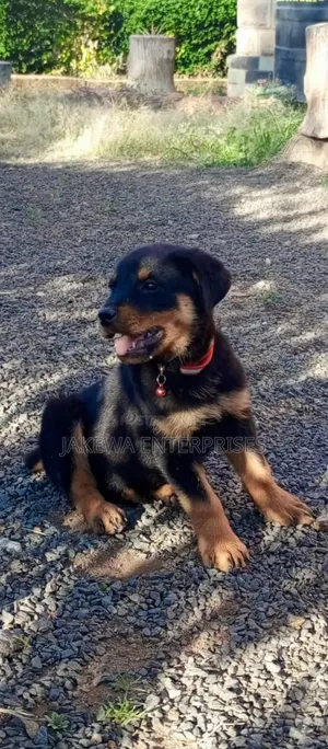 1-3 months Male Purebred Rottweiler