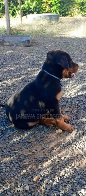 1-3 months Male Purebred Rottweiler