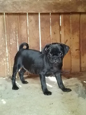1-3 months Male Purebred Pug