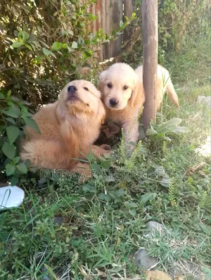1-3 months Female Purebred Golden Retriever