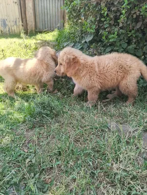 1-3 months Female Purebred Golden Retriever