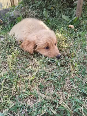 1-3 months Female Purebred Golden Retriever