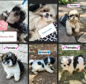 1-3 months Male Purebred Havanese