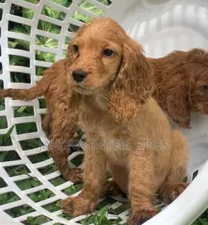 1-3 months Male Purebred Cocker Spaniel