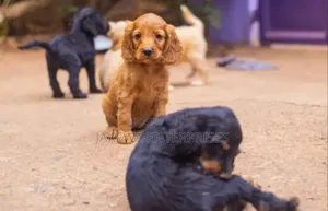 1-3 months Male Purebred Cocker Spaniel
