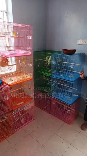 Spacious Bird Cages