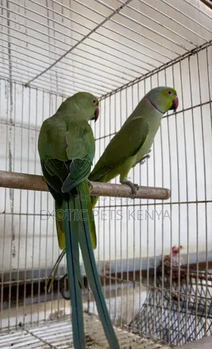 Ringnecks (Green) Breeding Pair