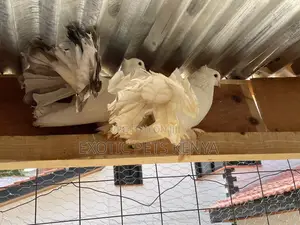 Pure White Fantails Pair