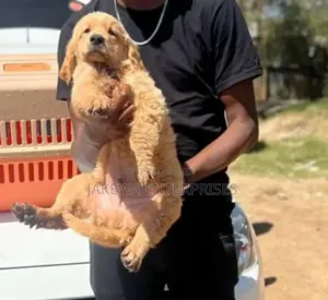 1-3 months Male Purebred Golden Retriever