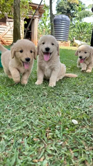 1-3 months Male Purebred Golden Retriever