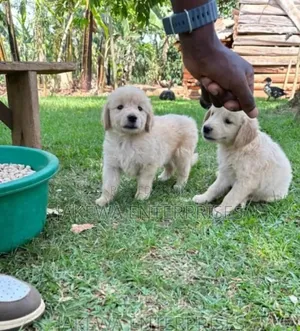 1-3 months Female Purebred Golden Retriever