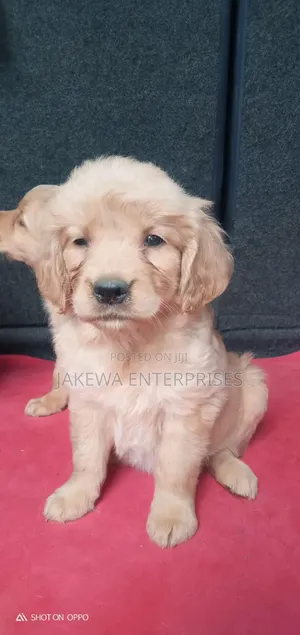 1-3 months Female Purebred Golden Retriever