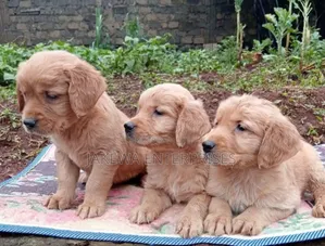 1-3 months Female Purebred Golden Retriever