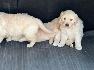 1-3 months Male Purebred Golden Retriever