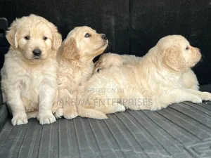 1-3 months Female Purebred Golden Retriever