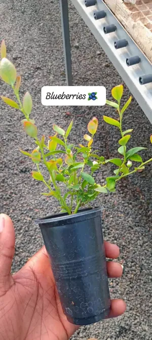 Blueberries Seedlings