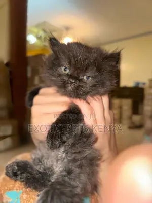 1-3 months Male Purebred Persian