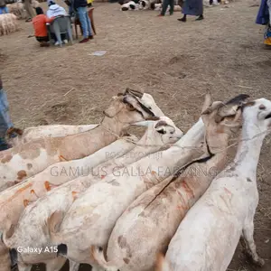Galla Goats