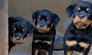1-3 months Male Purebred Rottweiler