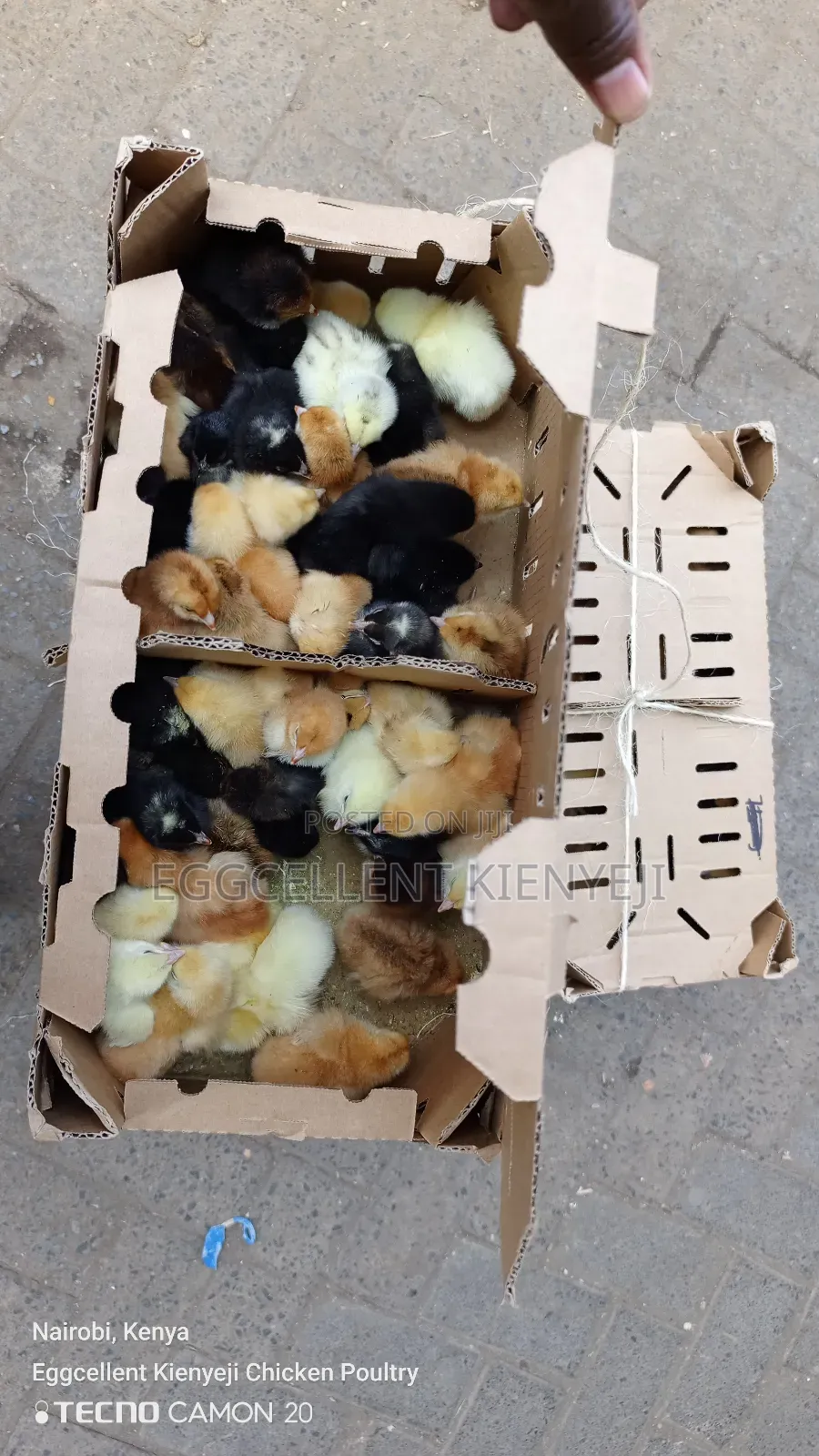 F1 1-3 Day Old Improved Kienyeji Chicks