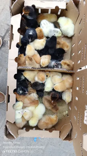 F1 1-3 Day Old Improved Kienyeji Chicks