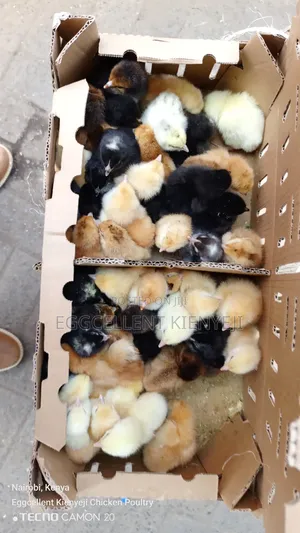 F1 1-3 Day Old Improved Kienyeji Chicks