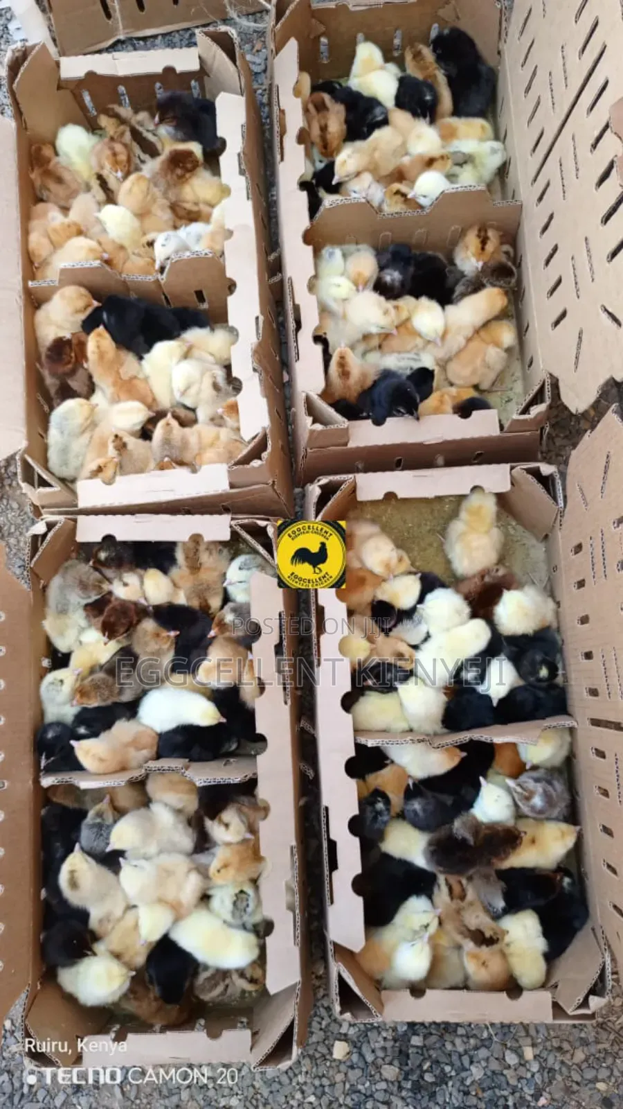 F1 1-3 Day Old Improved Kienyeji Chicks
