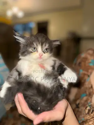 1-3 months Female Purebred Persian