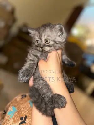 1-3 months Female Purebred Persian