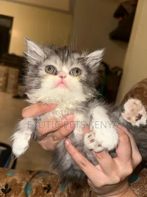 1-3 months Male Purebred Persian