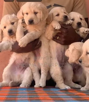 1-3 months Female Purebred Golden Retriever