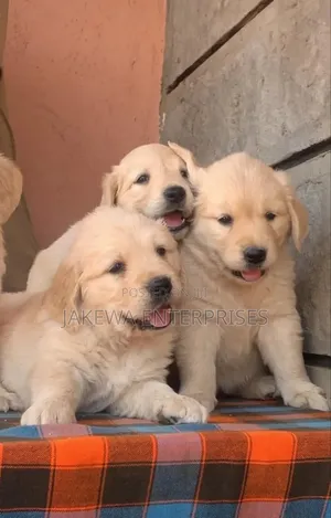 1-3 months Male Purebred Golden Retriever