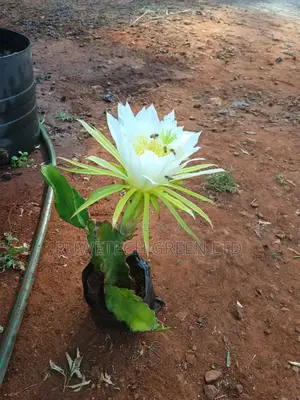 Dragon Fruit Cuttings