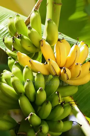 Sweet Banana Seedlings