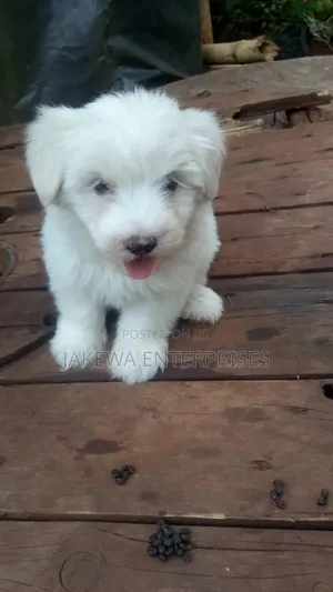 1-3 months Female Purebred Havanese