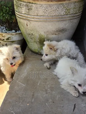 1-3 months Male Purebred Japanese Spitz