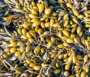 Bladderwrack Extract Powder Capsule Option Thyroid Management 250g.