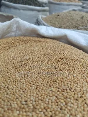White Millet/Foxtail Millet (Food for Budgies, Cockatiels)
