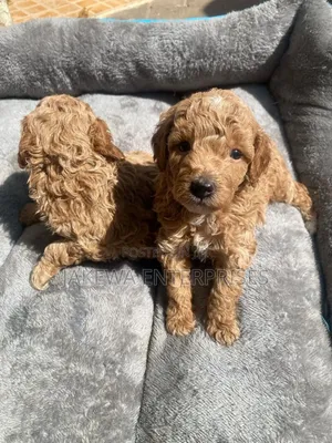1-3 months Male Purebred Poodle