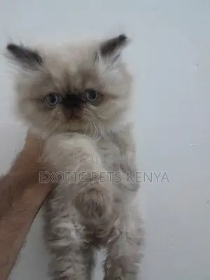 1-3 months Female Purebred Himalayan