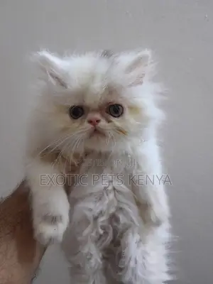 1-3 months Female Purebred Persian