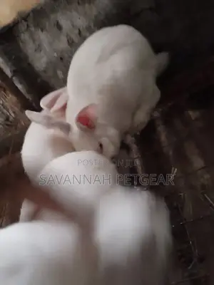 California White Rabbits - 5 Months Old