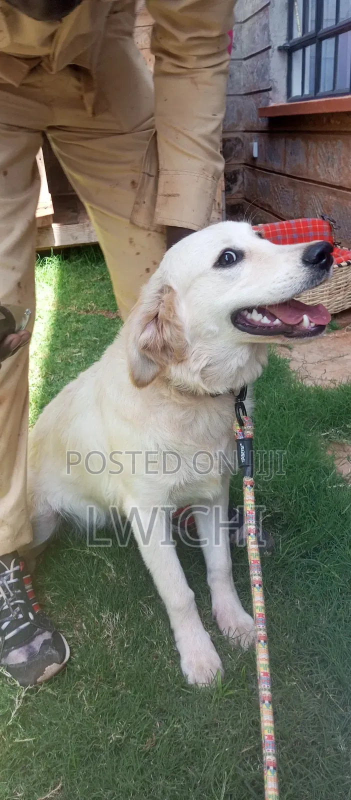 Dog Training, Dog Consultant
