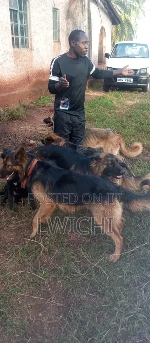 Dog Training, Dog Consultant