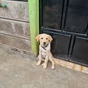 1-3 months Female Purebred Labrador Retriever