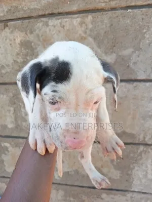 1-3 months Male Purebred Great Dane